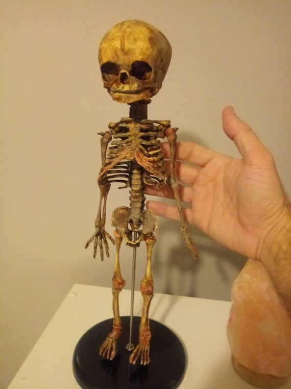 1/1サイズ　ロウリンハノサウルスの胎児骨格レプリカ ロウリンハノサウルス - Wikipedia