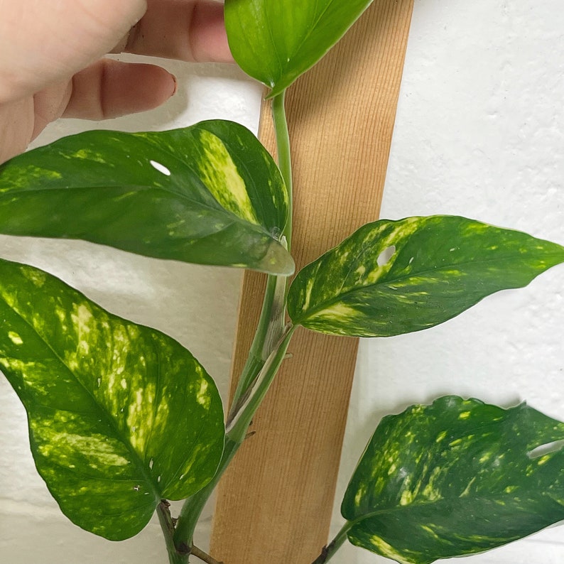 RARE. Kujang / Yellow Flame Epipremnum Pinnatum. US GROWN. Etsy