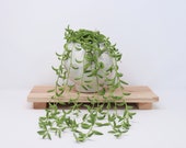String of Bananas, Indoor Plants, House Plant, Long Hanging Succulents