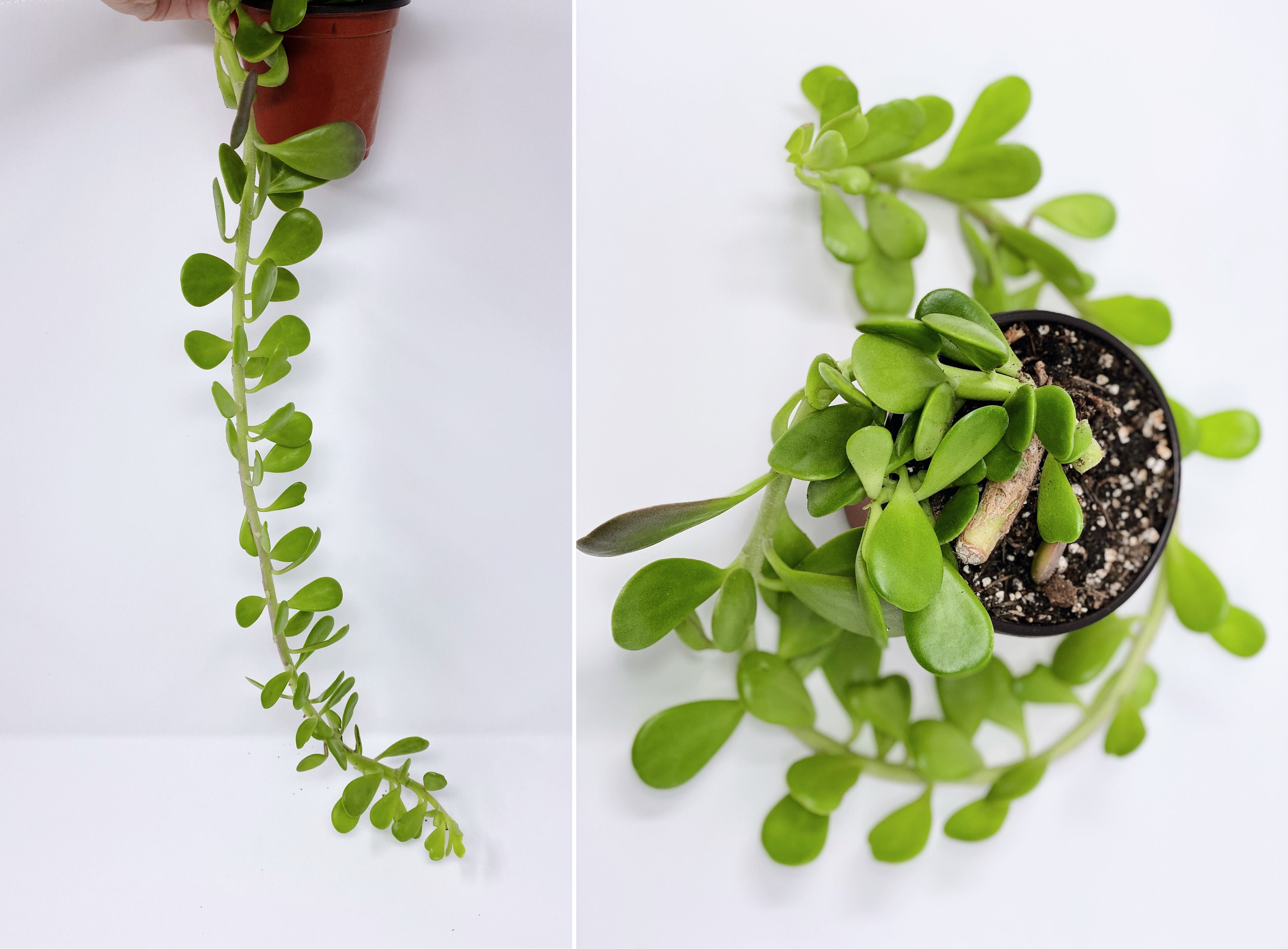 Trailing Jade Plant, Senecio jacobsenii