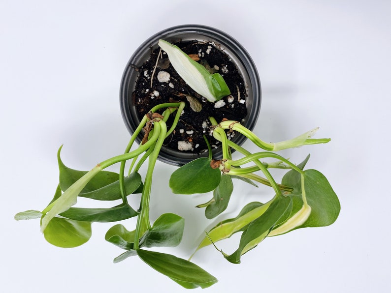 Philodendron Brasil Houseplant Variegated Plant Vining image 5