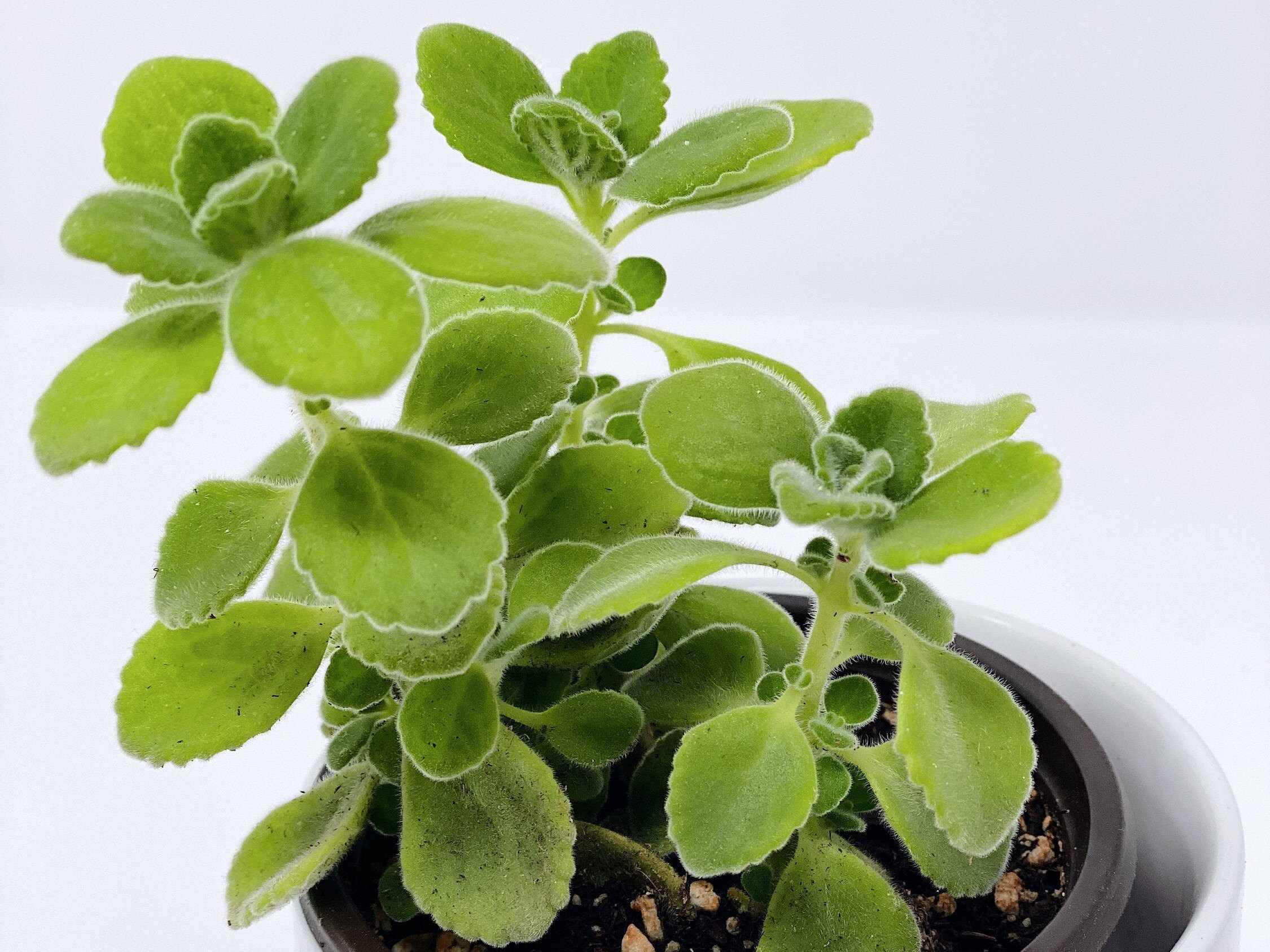 Cuban Oregano Succulent Plant