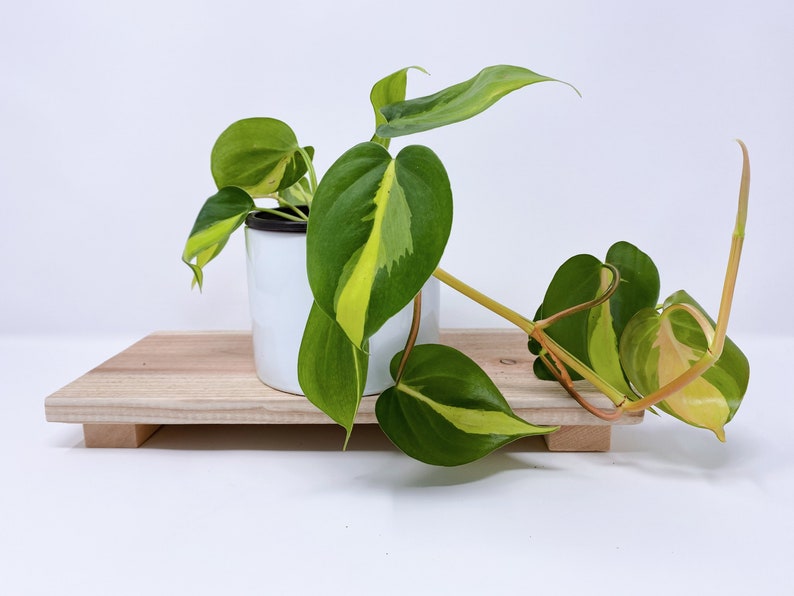 Philodendron Brasil Houseplant Variegated Plant Vining image 0