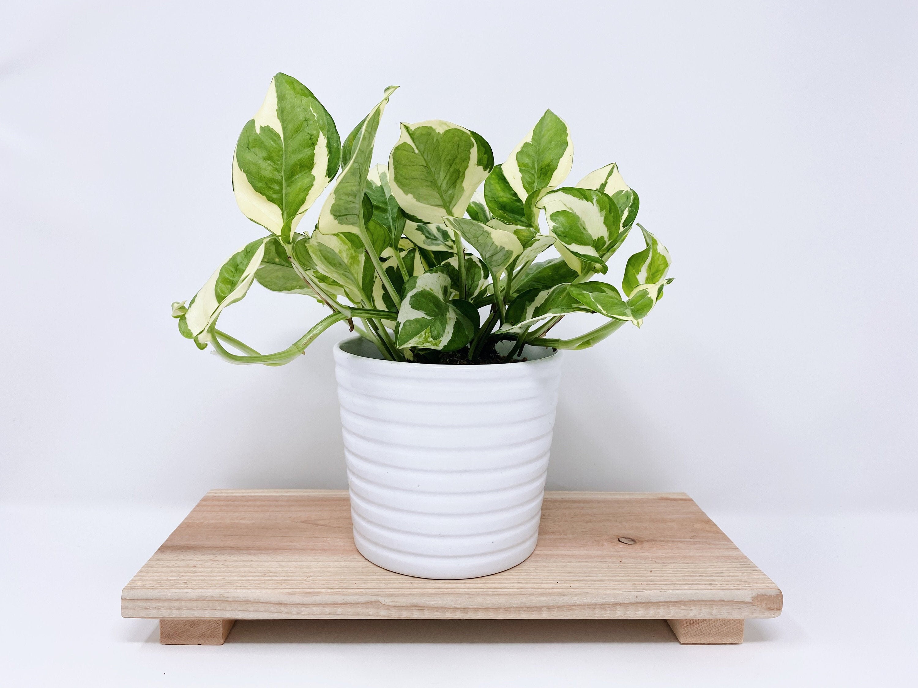 Pothos N Joy Plant, Pearls and Jade, Pothos Pearl, Epipremnum Aureum