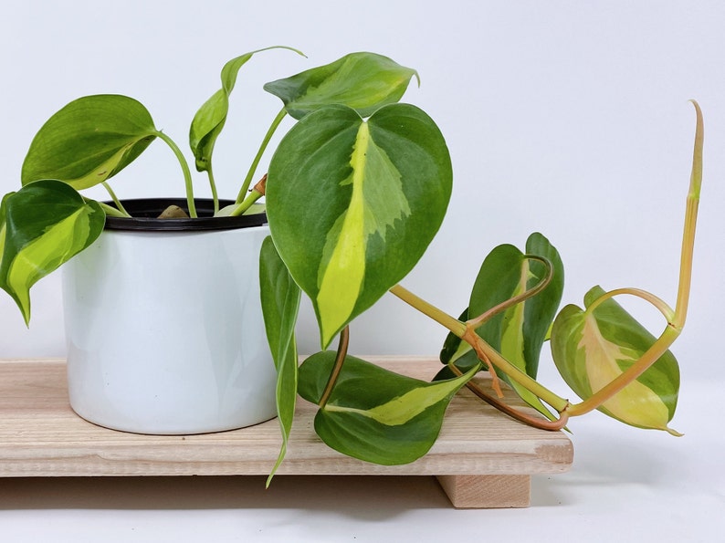 Philodendron Brasil Houseplant Variegated Plant Vining image 4