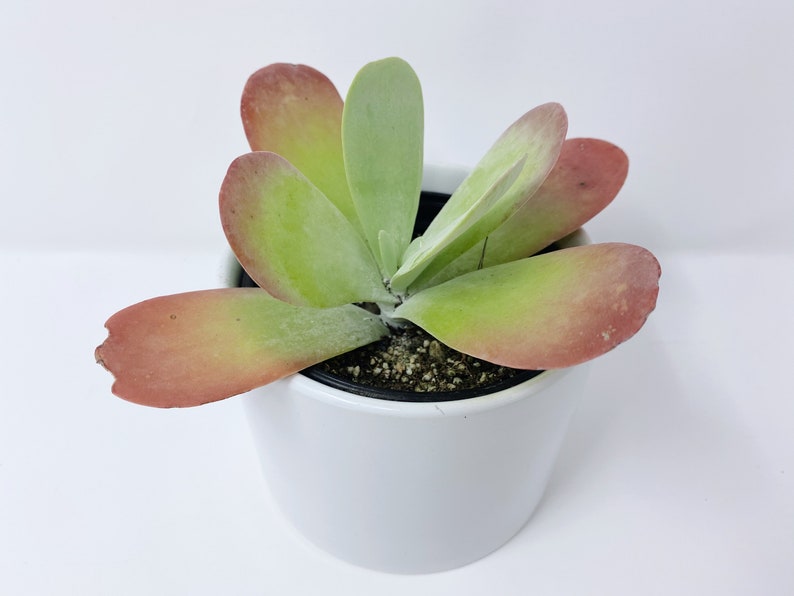 Flapjack Succulent Kalanchoe Luciae Paddle Plant Flapjack ...
