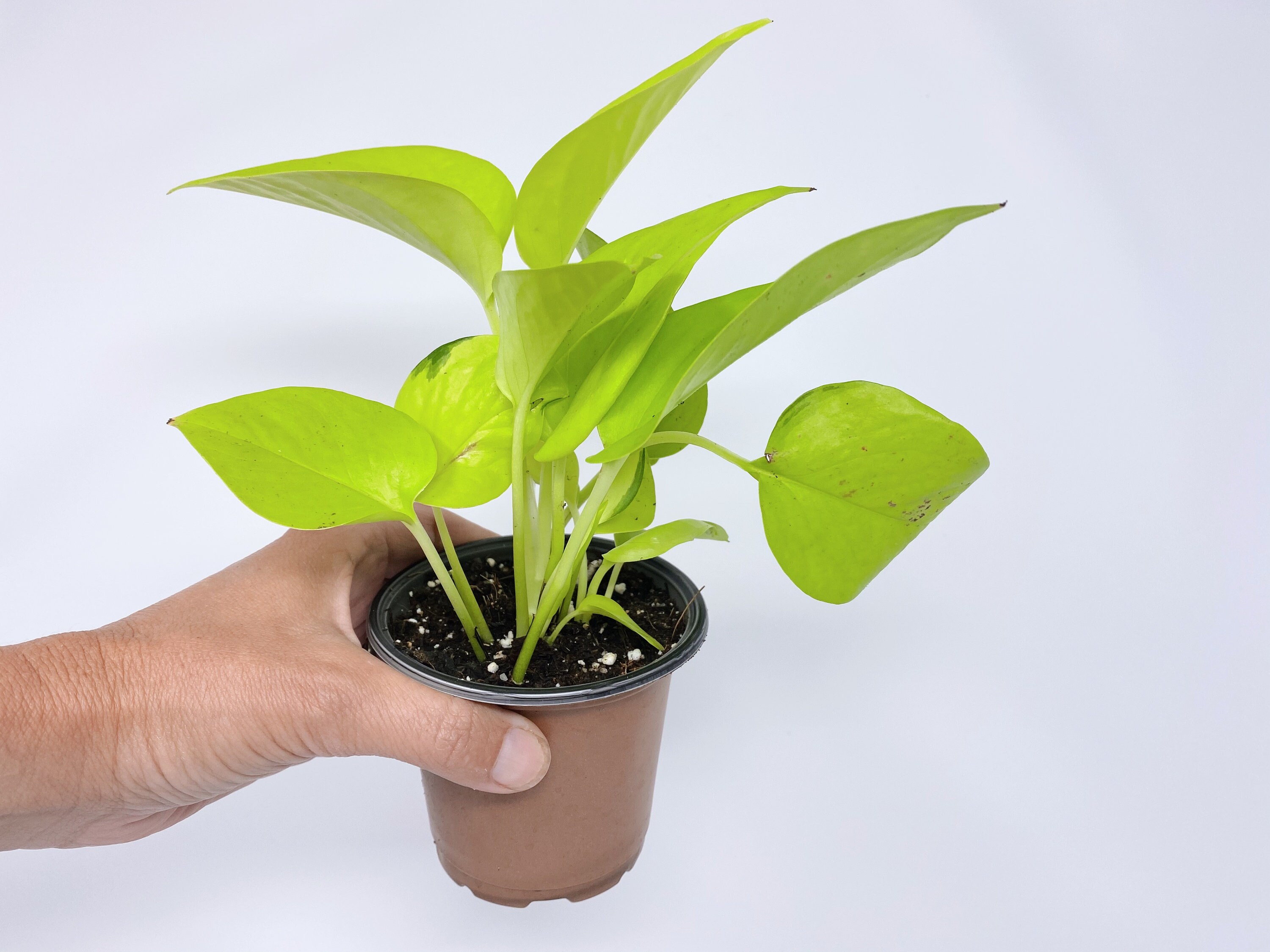 Neon Pothos