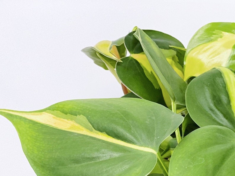 Philodendron Brasil Houseplant Variegated Plant Vining image 7
