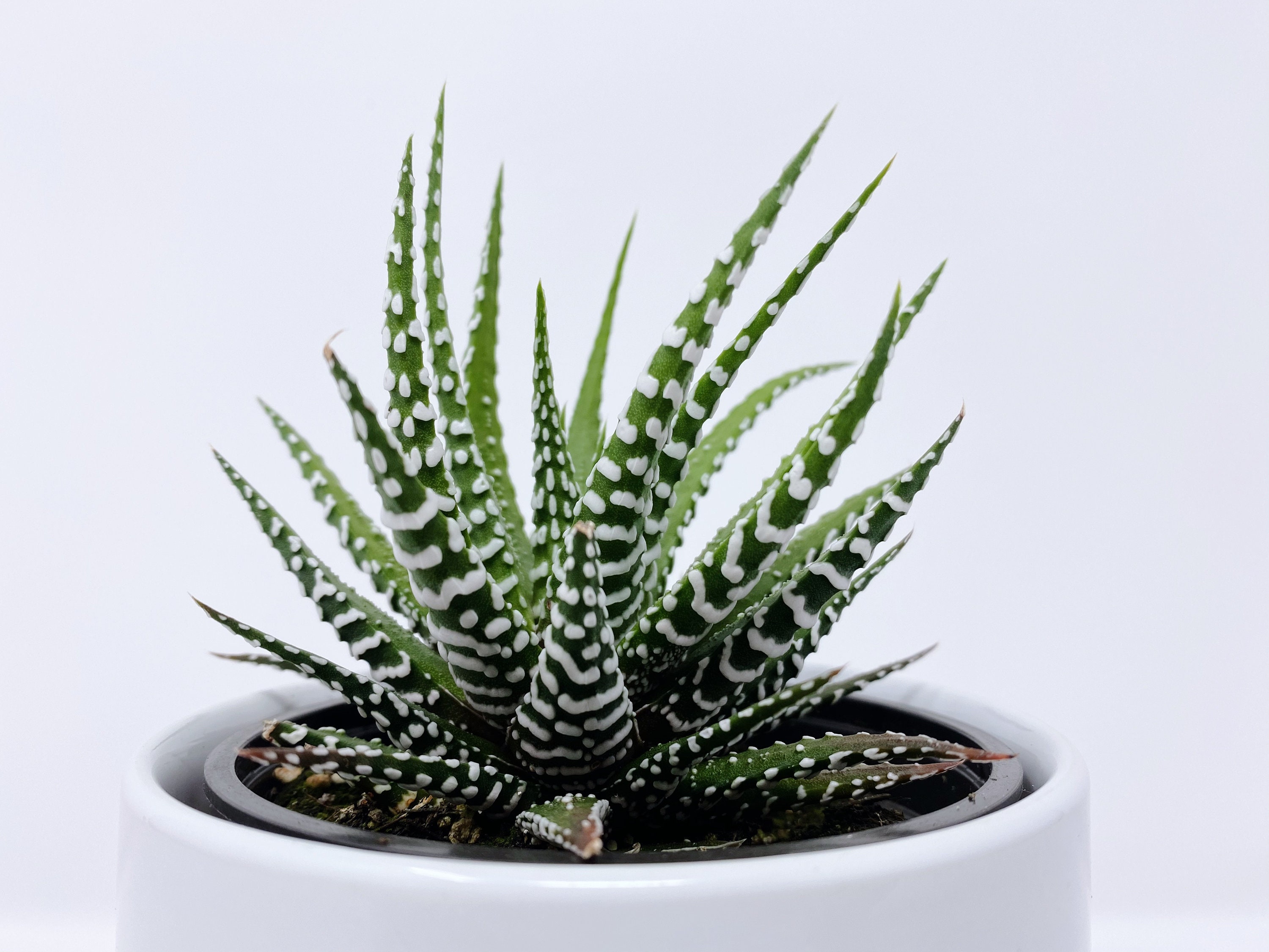 Haworthia Zebra
