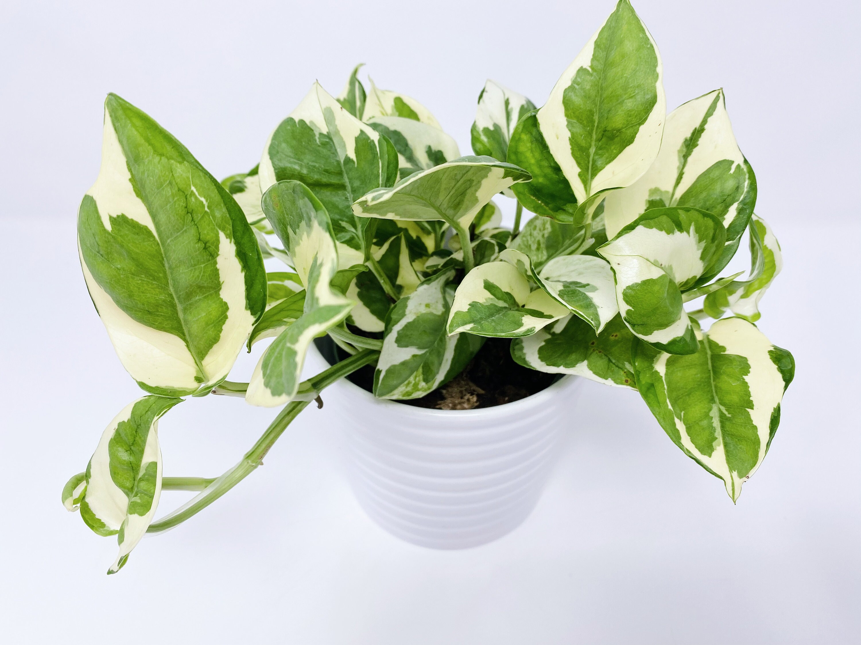 Pothos N Joy Plant, Pearls and Jade, Pothos Pearl, Epipremnum Aureum