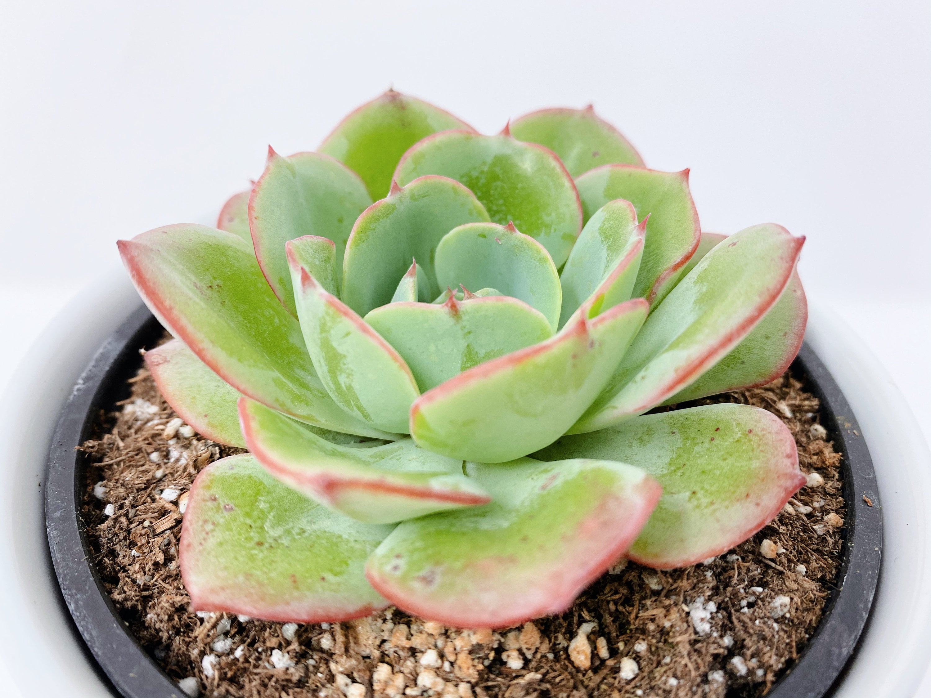 Echeveria Plant Types