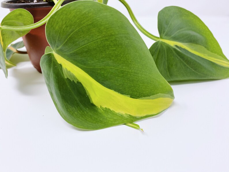 Philodendron Brasil Houseplant Variegated Plant Vining image 3