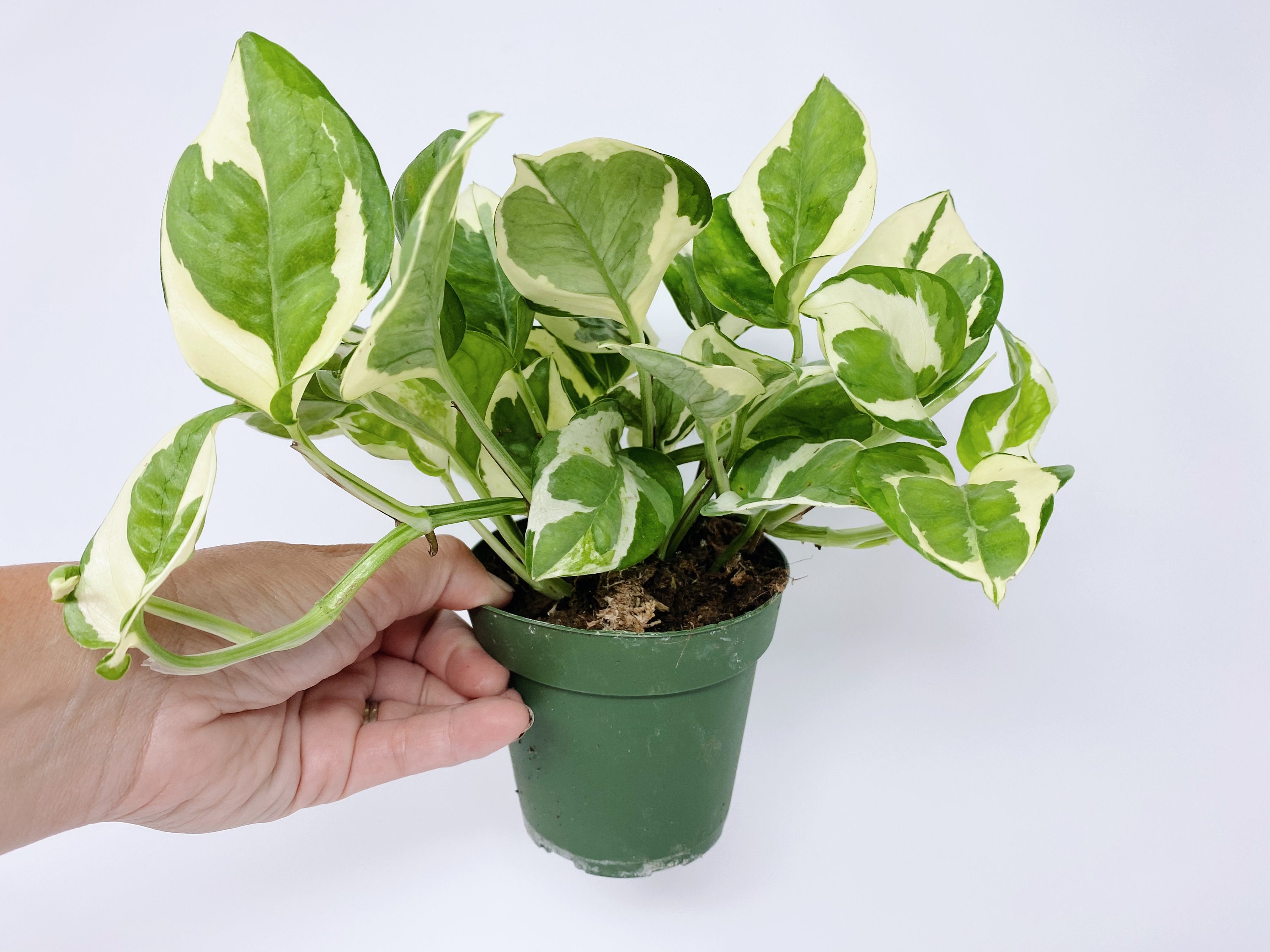 Pothos N Joy Plant, Pearls and Jade, Pothos Pearl, Epipremnum Aureum