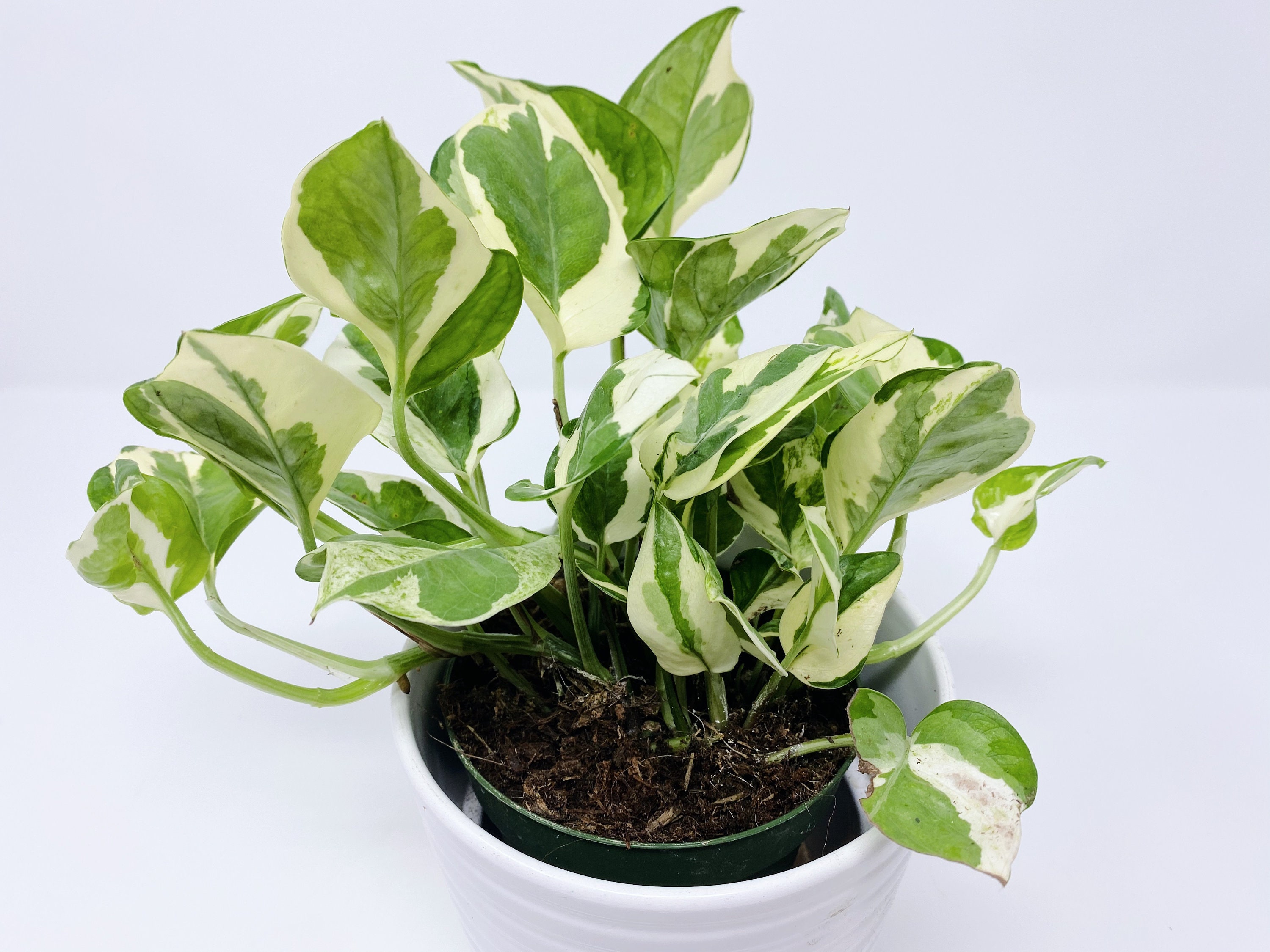 Mesmerizing Tapestry Of Jade And Pearls: An Enchanting Pothos