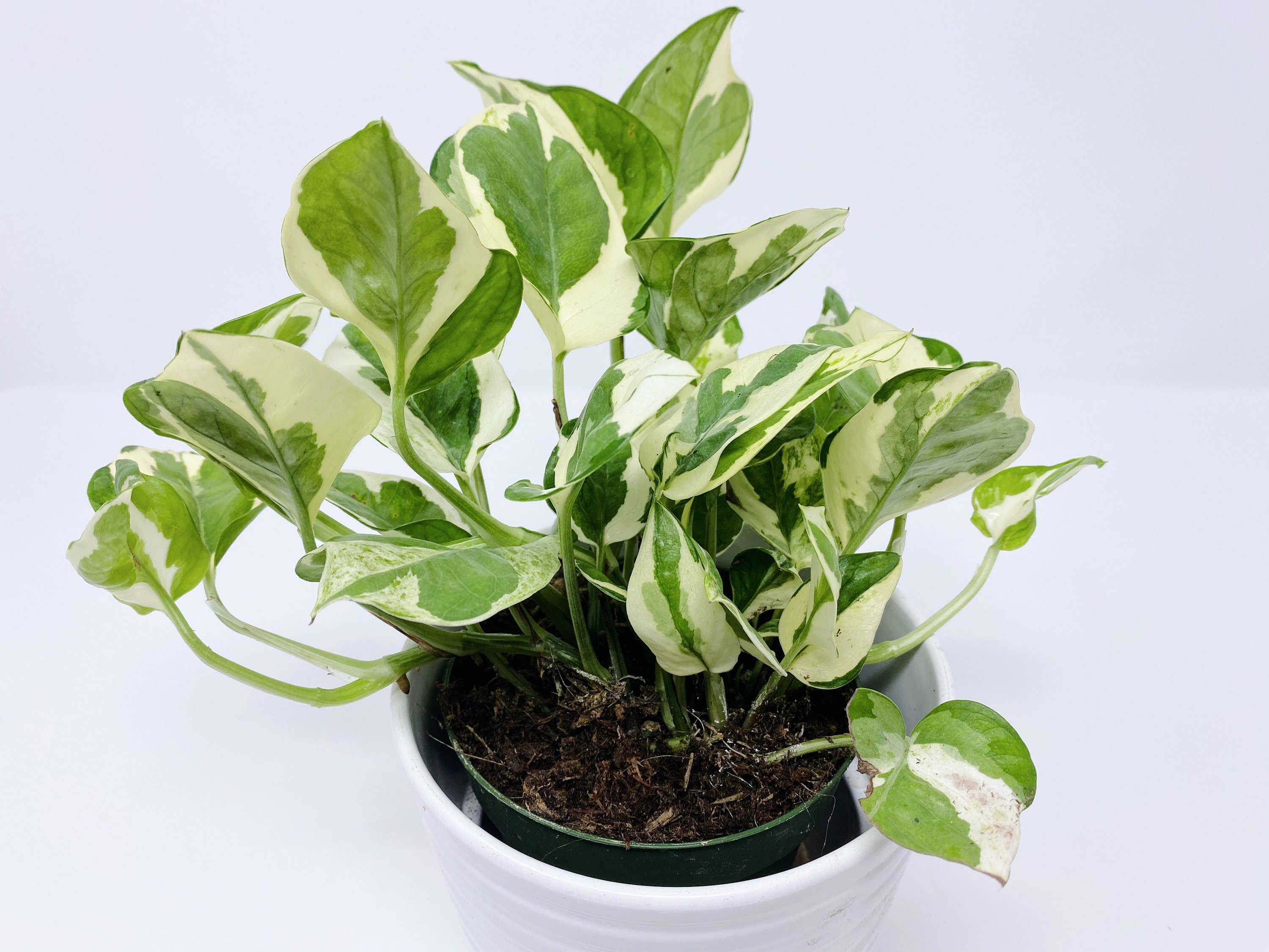 Pothos N Joy Plant, Pearls and Jade, Pothos Pearl, Epipremnum Aureum