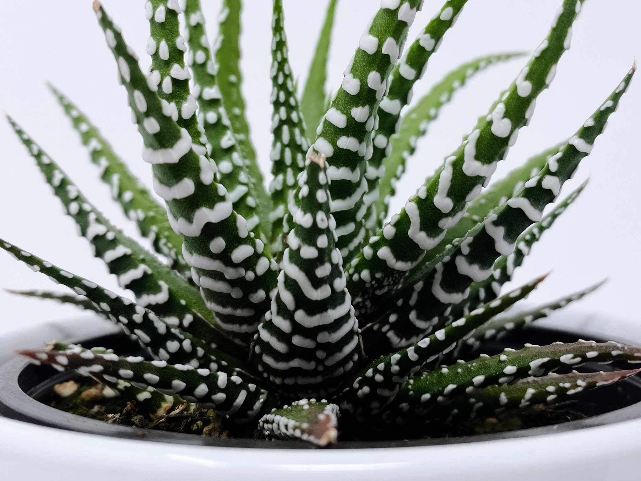 Haworthia Zebra
