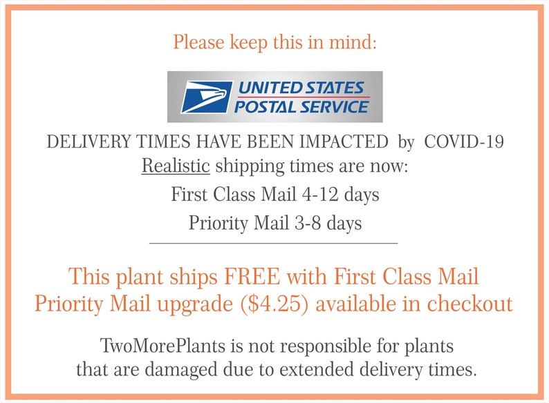 Philodendron Brasil Houseplant Variegated Plant Vining image 6