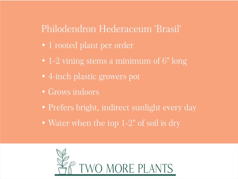 Philodendron Brasil Houseplant Variegated Plant Vining image 2