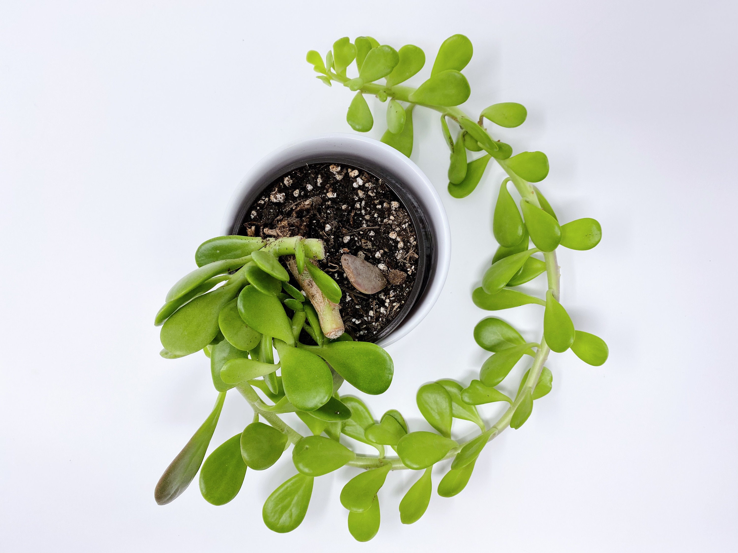 Trailing Jade Plant, Senecio jacobsenii