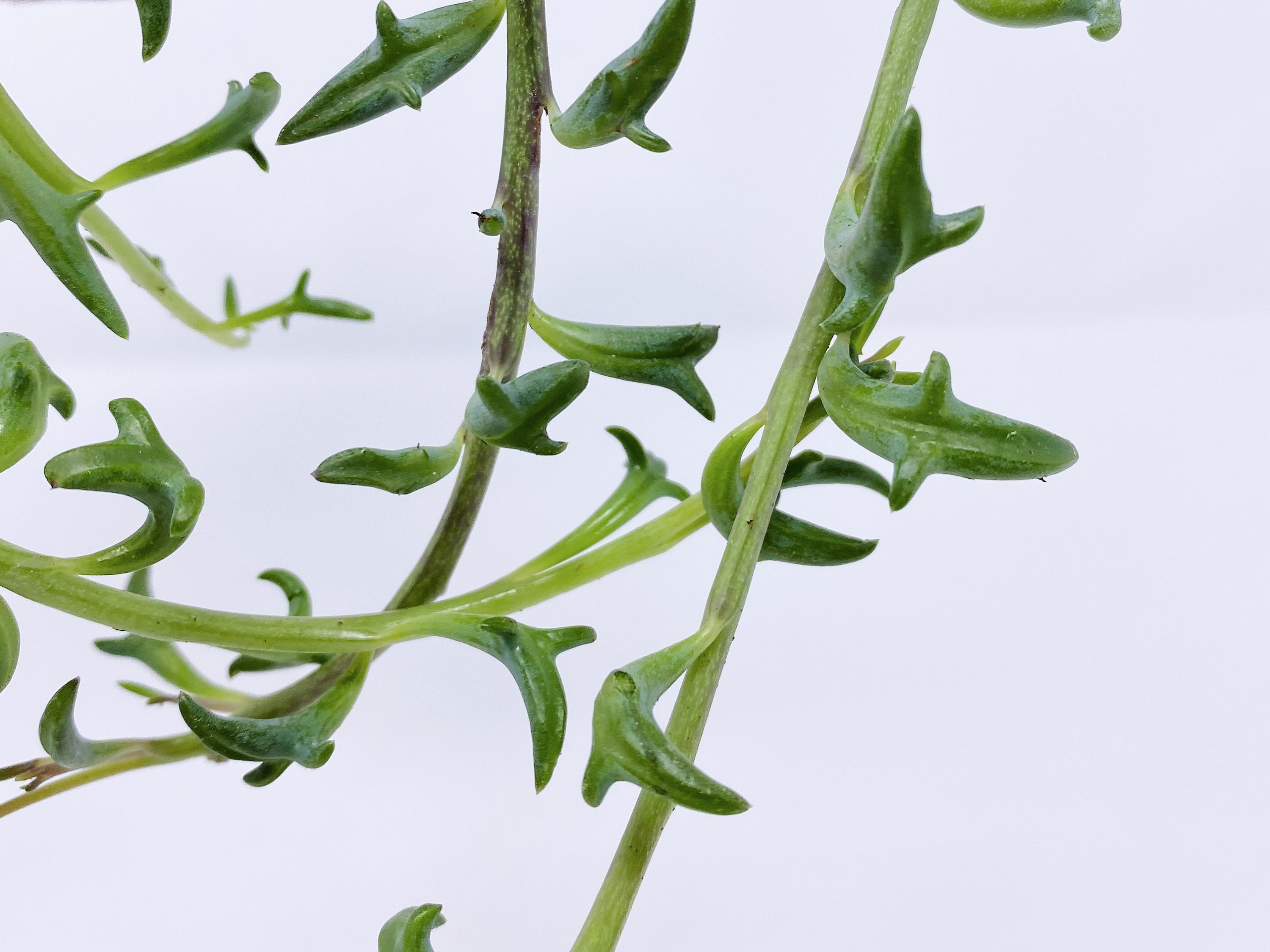 String of Dolphins Plant