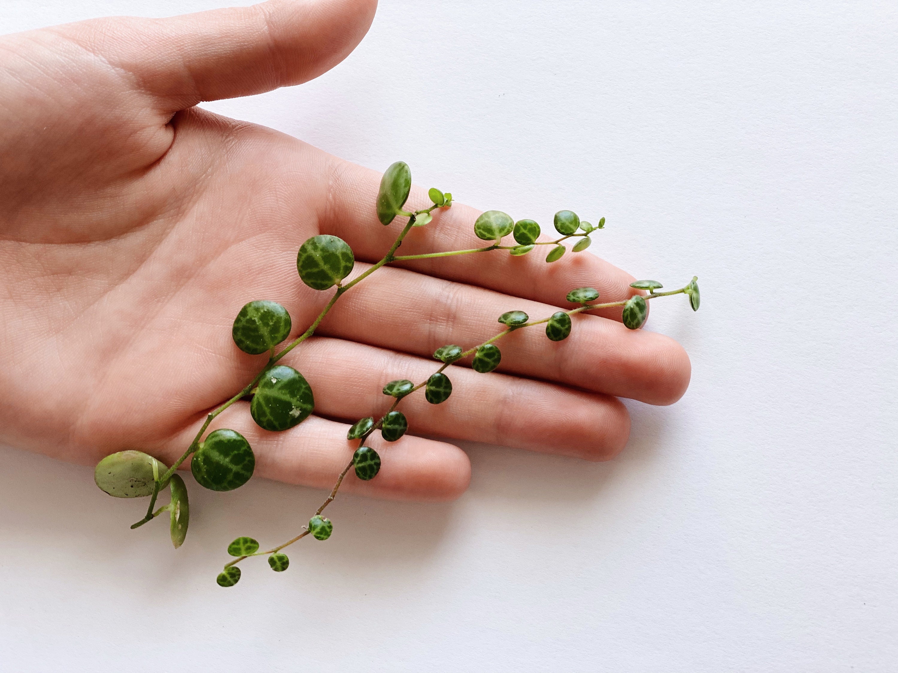 String of Turtles Cuttings