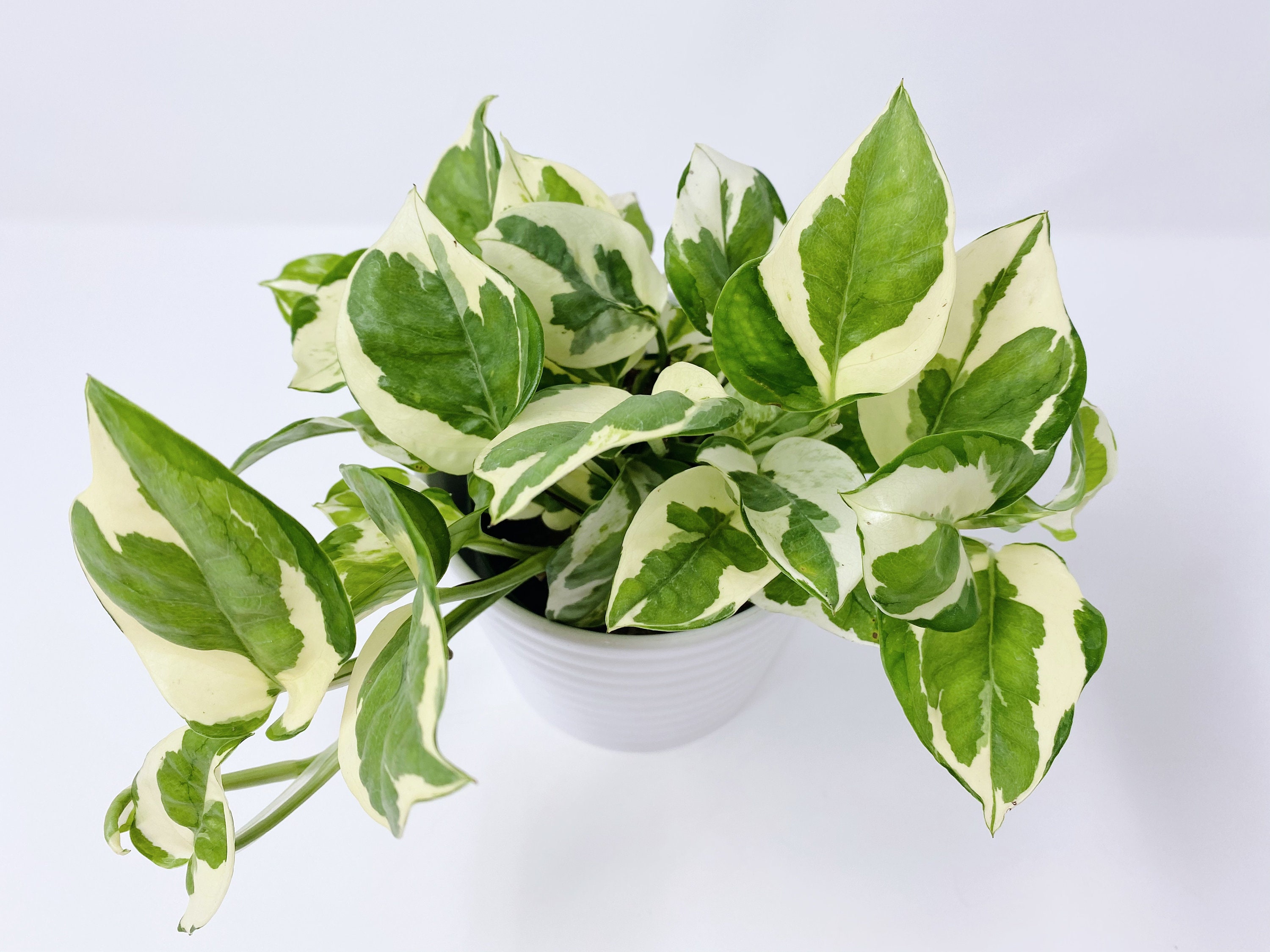 Mesmerizing Tapestry Of Jade And Pearls: An Enchanting Pothos