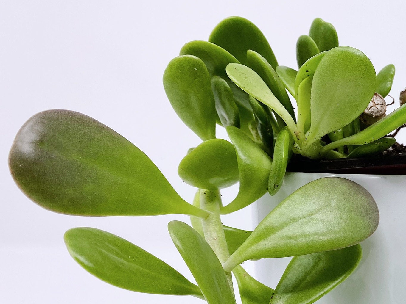 Trailing Jade Plant, Senecio jacobsenii