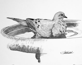 Mourning Dove Drawing - Etsy
