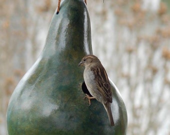 DIY Wren Gourd Birdhouse Kit