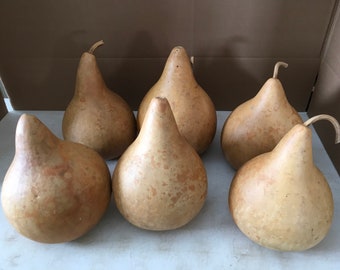 6 Craft Ready Cleaned TOP QUALITY Gourds Martin House 8 inch BOX