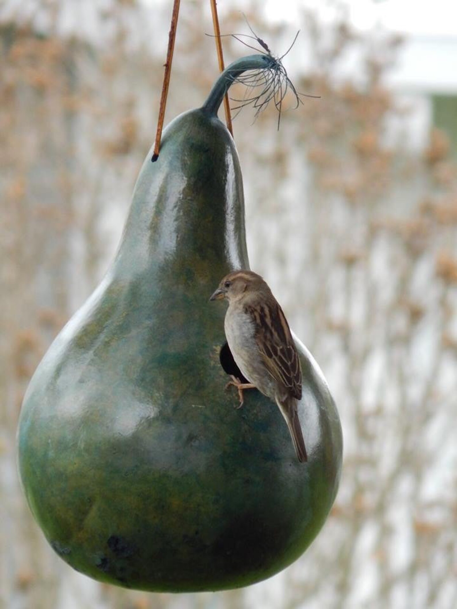 Craft Ready Cleaned Raw Gourds Martin House 7 Inch Etsy