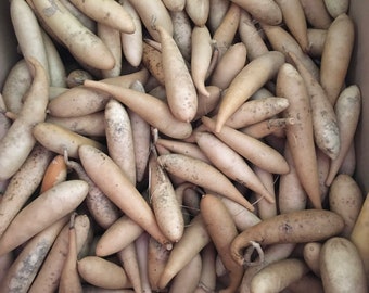 Banana Gourd Box of 30 Craft Ready Cleaned