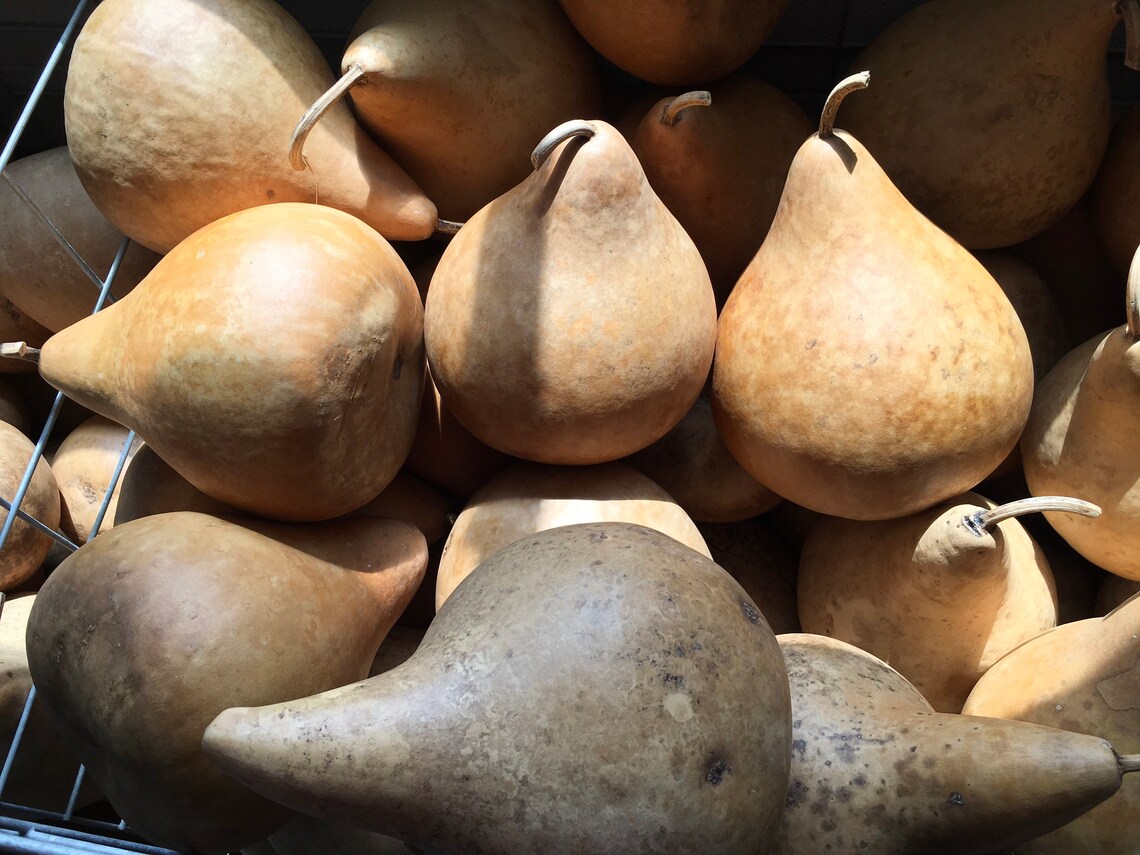 Craft Ready Cleaned Raw Gourds Martin House 7 Inch Etsy