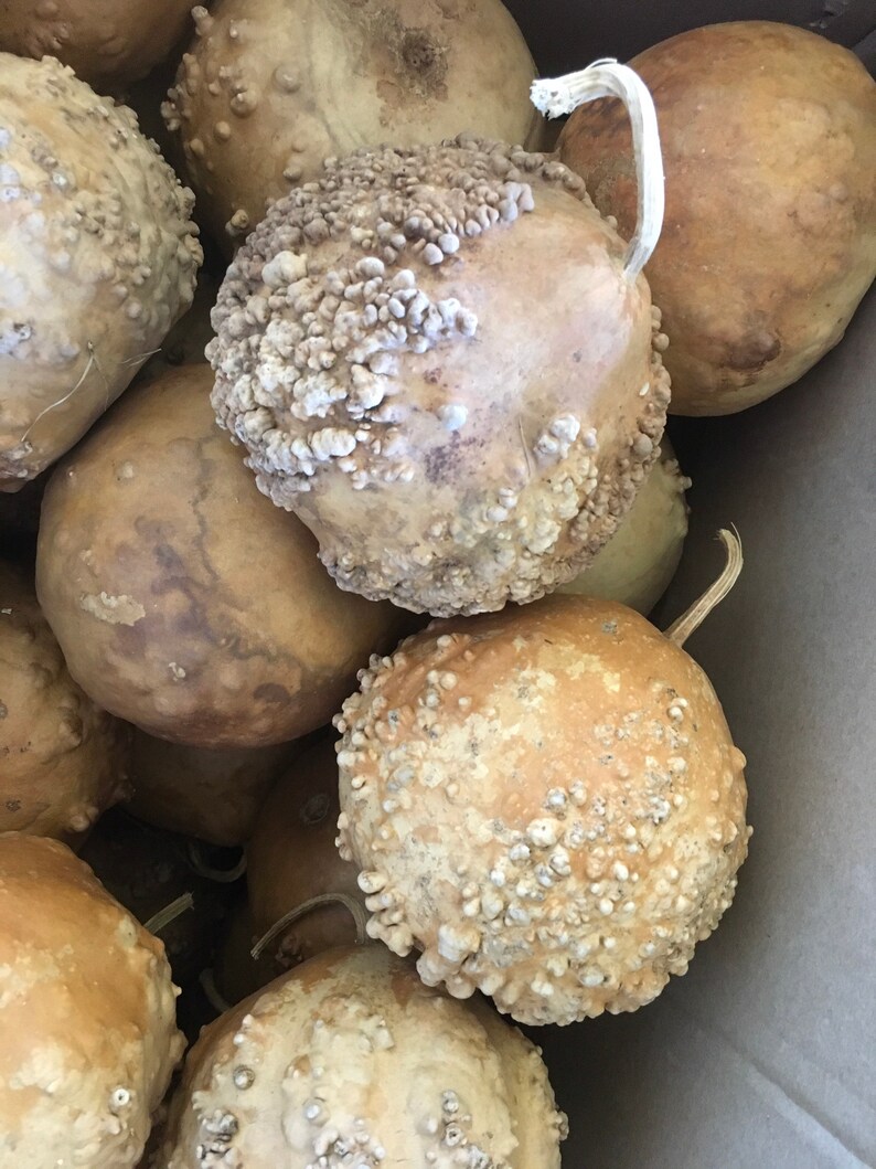 Warty Hard Shelled Gourds Craft Ready Etsy