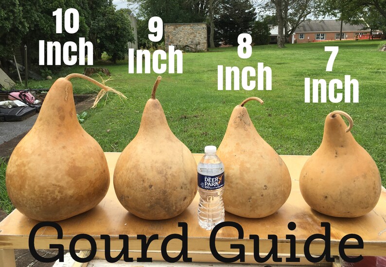 Craft Ready Cleaned Raw Gourds Martin House 7 Inch Etsy