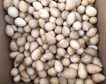 Box of 30 Egg Gourds Craft Ready Cleaned