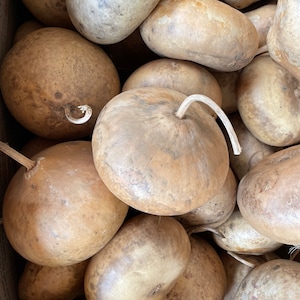 Tobacco Box Hard Shelled Gourds, Craft Ready