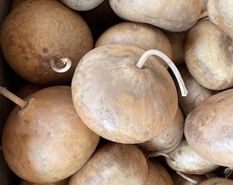 Tobacco Box Hard Shelled Gourds, Craft Ready