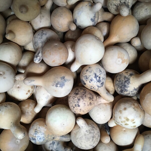 Mini Gourds for Crafts Etsy