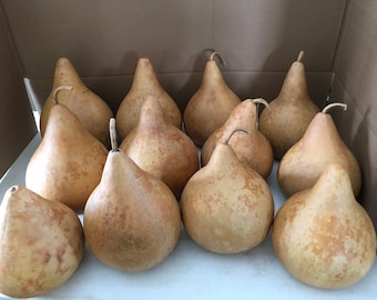 12 Craft Ready Cleaned TOP QUALITY Gourds Martin House 8 inch BOX