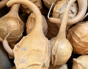 Raw Gourds Craft Ready