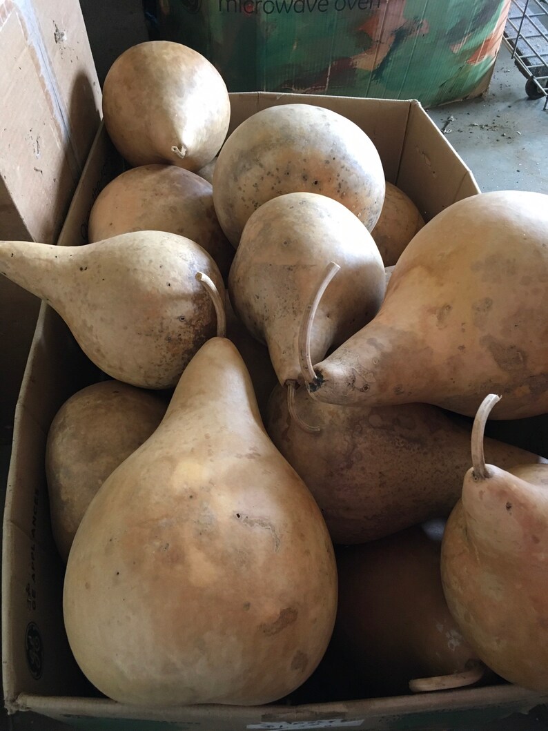 Craft Ready Cleaned Raw Gourds Martin House 7 Inch Etsy