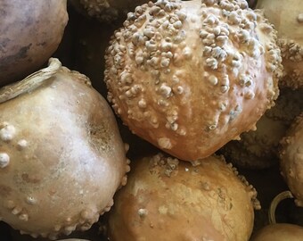 Warty Hard Shelled Gourds, Craft Ready