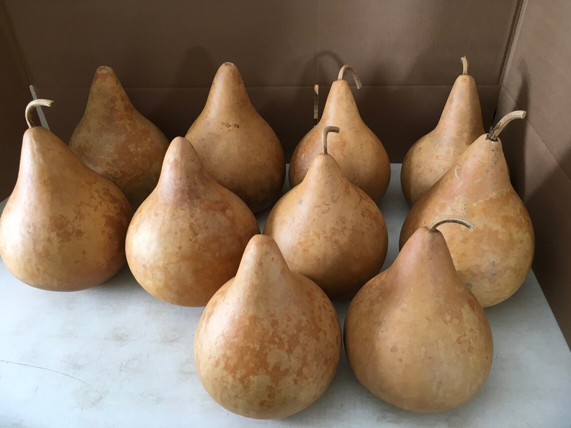 10 Craft Ready Cleaned TOP QUALITY Gourds Martin House 8 Etsy