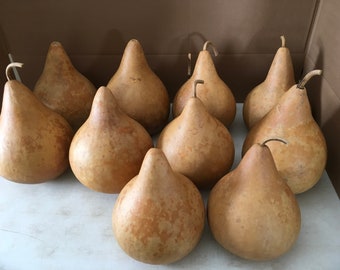 10 Craft Ready Cleaned TOP QUALITY Gourds Martin House 8 inch BOX