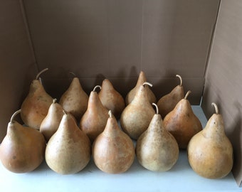 14 Craft Ready Cleaned TOP QUALITY Gourds Martin House 7 inch BOX