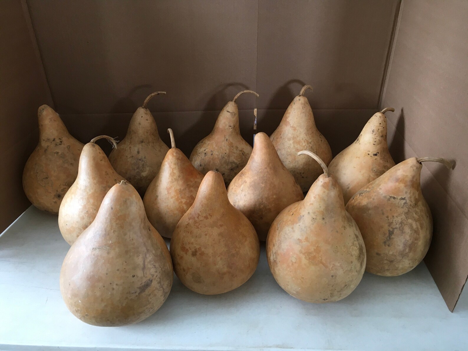 12 Craft Ready Cleaned SPECIALS Gourds Martin House 8 inch Etsy