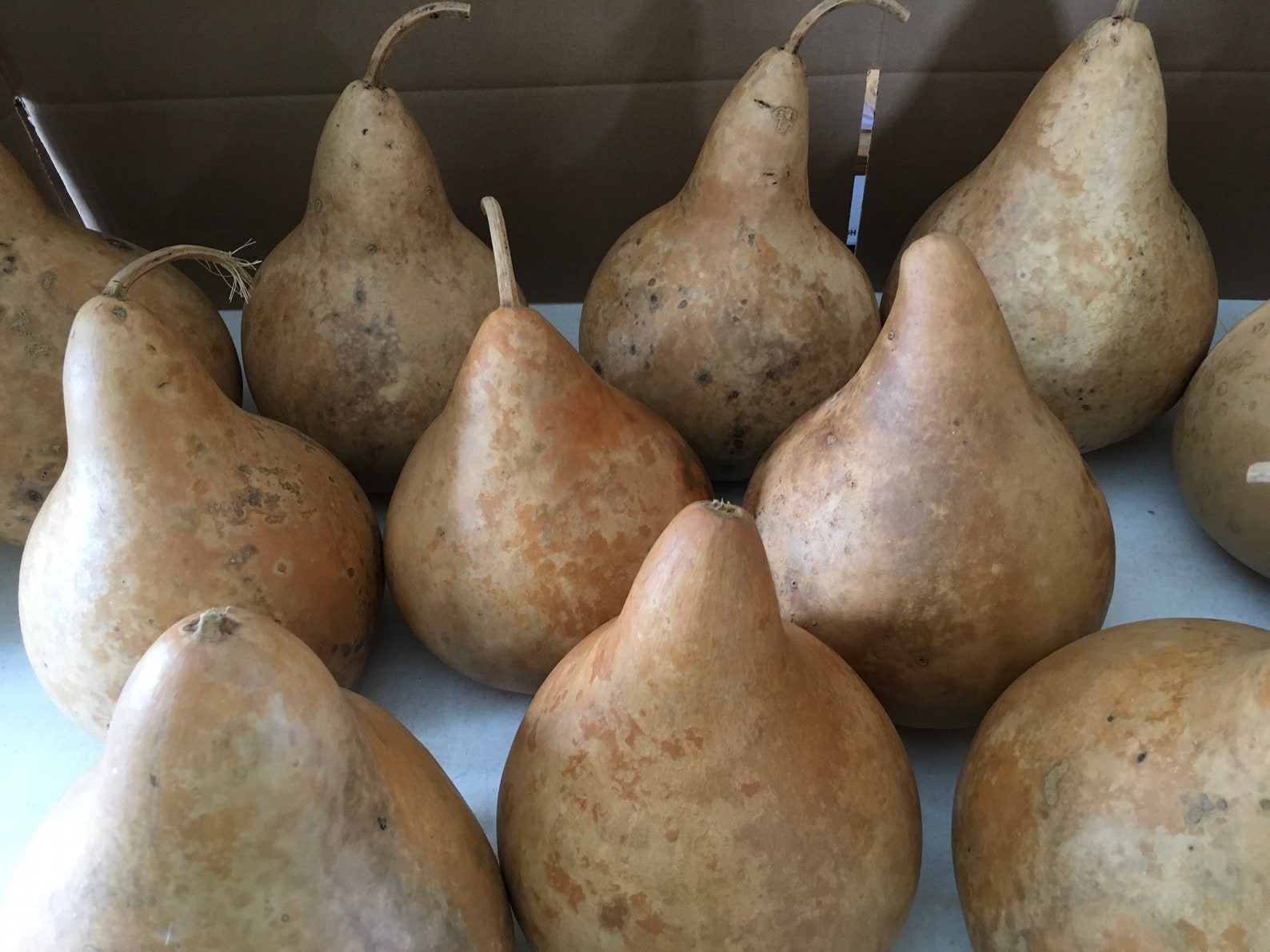 12 Craft Ready Cleaned SPECIALS Gourds Martin House 8 inch Etsy