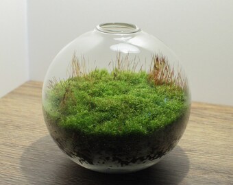 Live Moss Mini Terrarium -  All Moss Glass Terrarium - Live Plant Terrarium - Desktop Zen Garden - Fairy Garden Kit