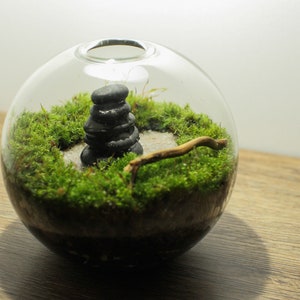 Live Moss Mini Terrarium -  Zen Garden - Live Plant Terrarium, Zen Decor - Fairy Garden Kit